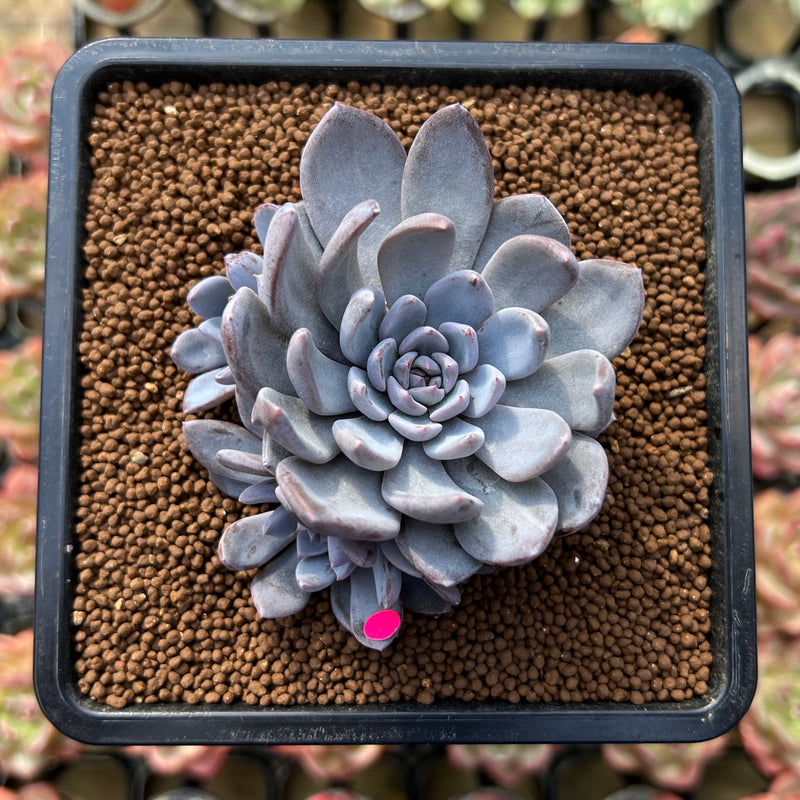 lulu succulents Echeveria 'Lulu' 1"-2" Succulent Plant Cutitng – True Succulents Plant Co