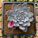 Echeveria 'Lulu' 2"-3" Succulent Plant Cutting