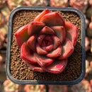 Echeveria Agavoides 'Vashon' 2" Succulent Plant Cutting