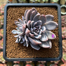 Echeveria 'Lulu' 2"-3" Succulent Plant Cutting