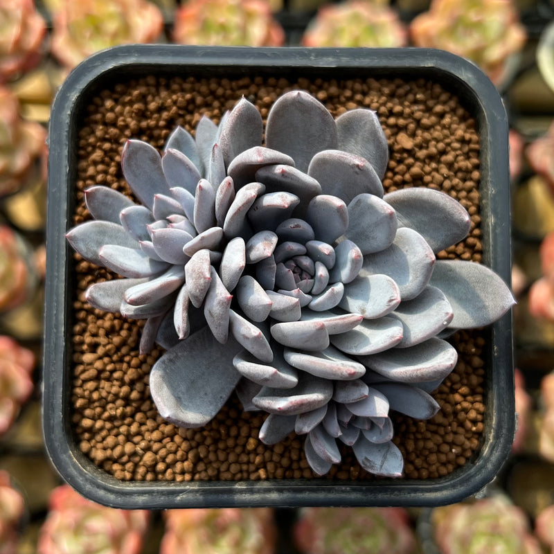lulu succulents Echeveria 'Lulu' 2"-3" Succulent Plant Cutting