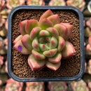 Echeveria 'Yeon Hwa' 2" Succulent Plant