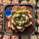 Echeveria 'Yeon Hwa' 2" Succulent Plant