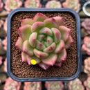 Echeveria 'Yeon Hwa' 2" Succulent Plant