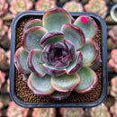 Echeveria 'Dark Opal' 2"-3" Succulent Plant Cutting