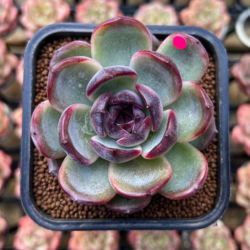 opal succulent plant Echeveria 'Dark Opal' 2"-3" Succulent Plant Cutting