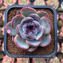 Echeveria 'Dark Opal' 2"-3" Succulent Plant Cutting