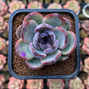 Echeveria 'Dark Opal' 2"-3" Succulent Plant Cutting