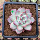 Echeveria 'Colorata' 3" Succulent Plant Cutting