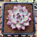 Echeveria 'Colorata' 3" Succulent Plant Cutting