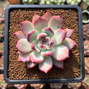 Echeveria 'Colorata' 3" Succulent Plant Cutting