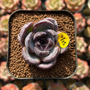 Echeveria 'Dark Opal' 1"-2" Succulent Plant Cutting