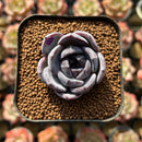 Echeveria 'Dark Opal' 1"-2" Succulent Plant Cutting
