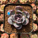 Echeveria 'Dark Opal' 1"-2" Succulent Plant Cutting