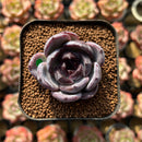 Echeveria 'Dark Opal' 1"-2" Succulent Plant Cutting