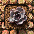 Echeveria 'Dark Opal' 1"-2" Succulent Plant Cutting