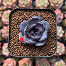 Echeveria 'Dark Opal' 1"-2" Succulent Plant Cutting