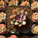 Echeveria 'Chanel Rose' 1" Succulent Plant Cutting