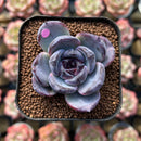 Echeveria 'Dark Opal' 1"-2" Succulent Plant Cutting