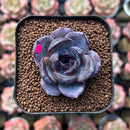 Echeveria 'Dark Opal' 1"-2" Succulent Plant Cutting