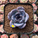 Echeveria 'Dark Opal' 1"-2" Succulent Plant Cutting