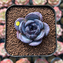 Echeveria 'Dark Opal' 1"-2" Succulent Plant Cutting