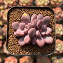 Echeveria 'Polari Heart' 1"-2" Succulent Plant Cutting