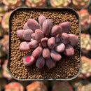 Echeveria 'Polari Heart' 1"-2" Succulent Plant Cutting