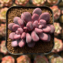 Echeveria 'Polari Heart' 1"-2" Succulent Plant Cutting