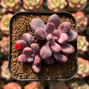 Echeveria 'Polari Heart' 1"-2" Succulent Plant Cutting