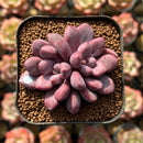 Echeveria 'Polari Heart' 1"-2" Succulent Plant Cutting