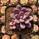 Echeveria 'Polari Heart' 1"-2" Succulent Plant Cutting