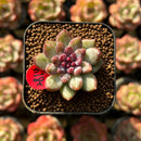 Echeveria 'Chanel Rose' 1" Succulent Plant Cutting