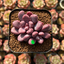 Echeveria 'Polari Heart' 1"-2" Succulent Plant Cutting