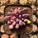 Echeveria 'Polari Heart' 1"-2" Succulent Plant Cutting
