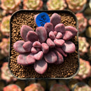 Echeveria 'Polari Heart' 1"-2" Succulent Plant Cutting