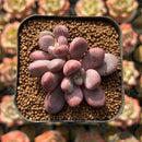 Echeveria 'Polari Heart' 1"-2" Succulent Plant Cutting