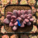 Echeveria 'Polari Heart' 1"-2" Succulent Plant Cutting