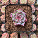 Echeveria 'Casio' 1" Non Variegated Succulent Plant Cutting