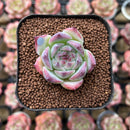 Echeveria 'Casio' 1" Non Variegated Succulent Plant Cutting