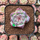 Echeveria 'Casio' 1" Non Variegated Succulent Plant Cutting