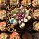 Echeveria 'Chanel Rose' 1" Succulent Plant Cutting