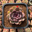 Echeveria 'Mirine' 2" Succulent Plant Cutting