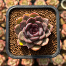 Echeveria 'Mirine' 2" Succulent Plant Cutting