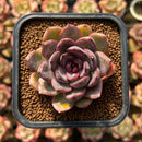 Echeveria 'Mirine' 2" Succulent Plant Cutting