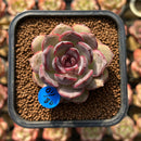 Echeveria 'Mirine' 2" Succulent Plant Cutting