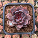 Echeveria 'Mirine' 2" Succulent Plant Cutting