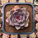 Echeveria 'Mirine' 2" Succulent Plant Cutting