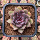 Echeveria 'Mirine' 2" Succulent Plant Cutting