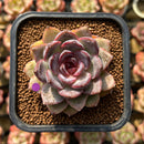 Echeveria 'Mirine' 2" Succulent Plant Cutting